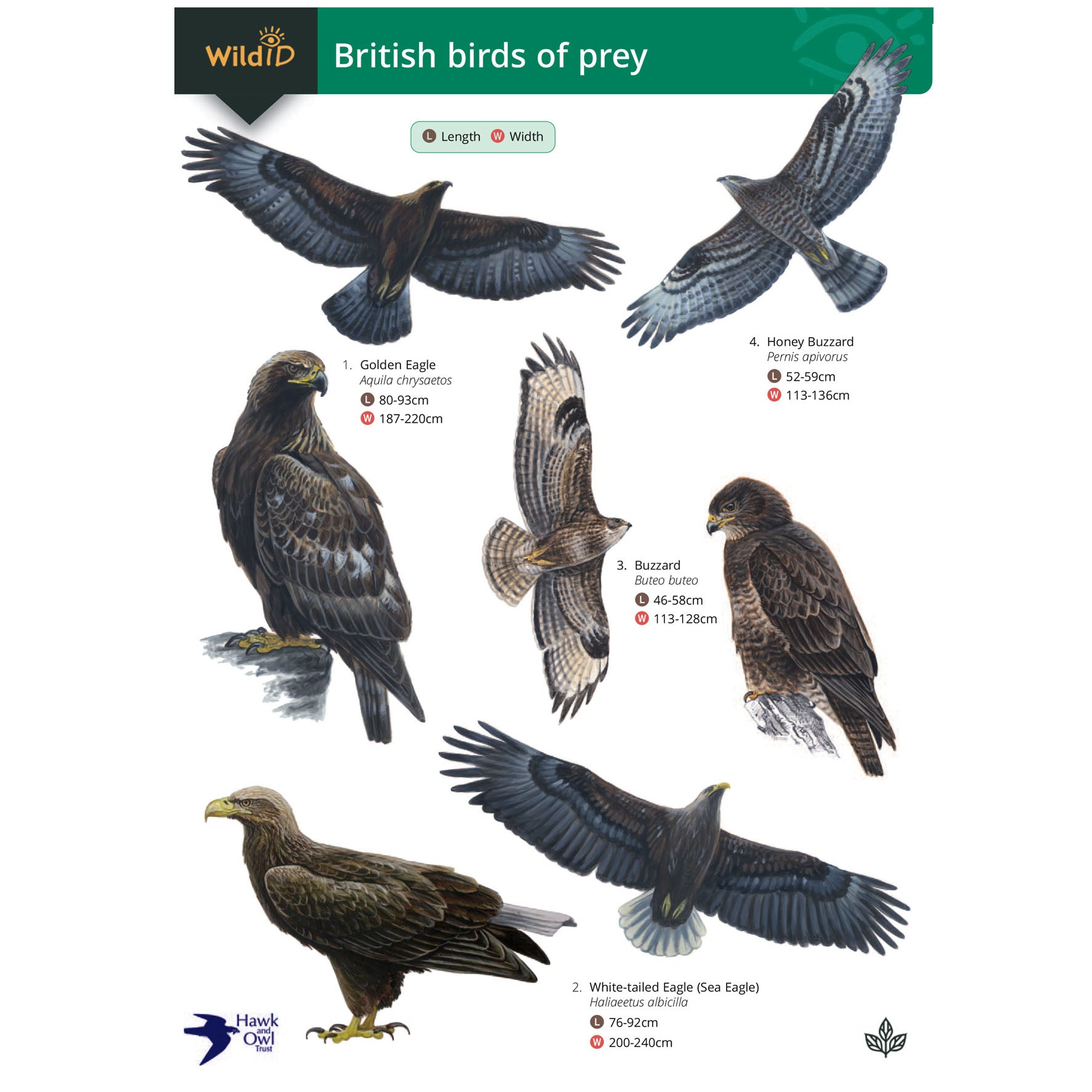 Britain's birds of prey: The Country Life guide to raptors