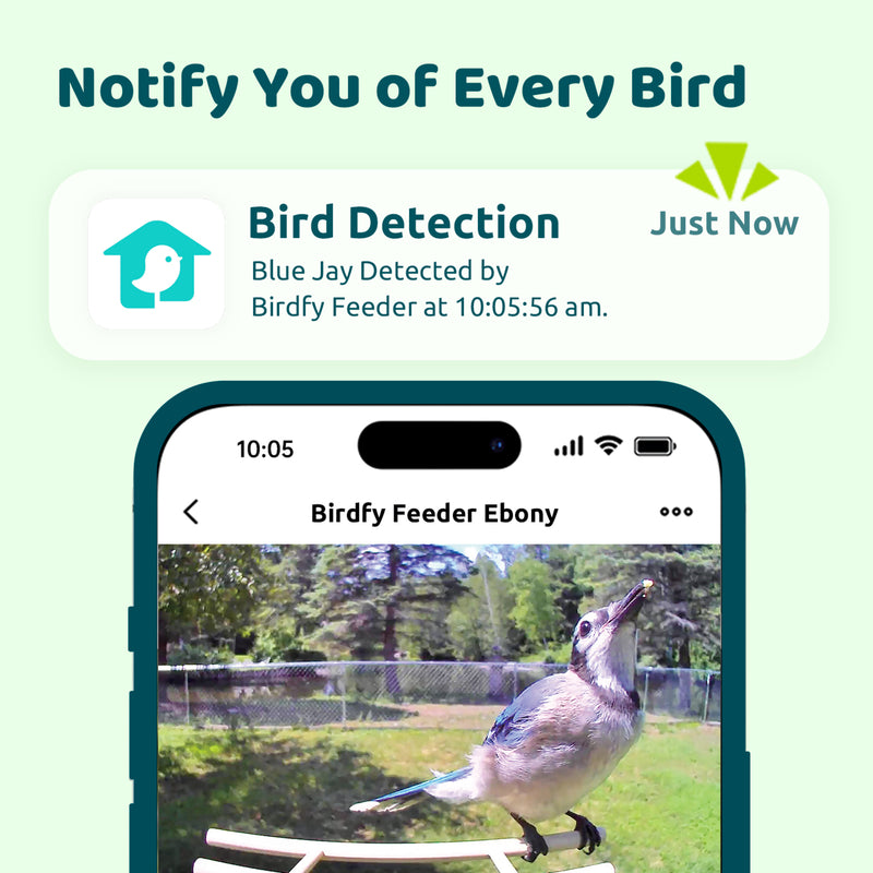 Birdfy Ebony notification and image on mobile