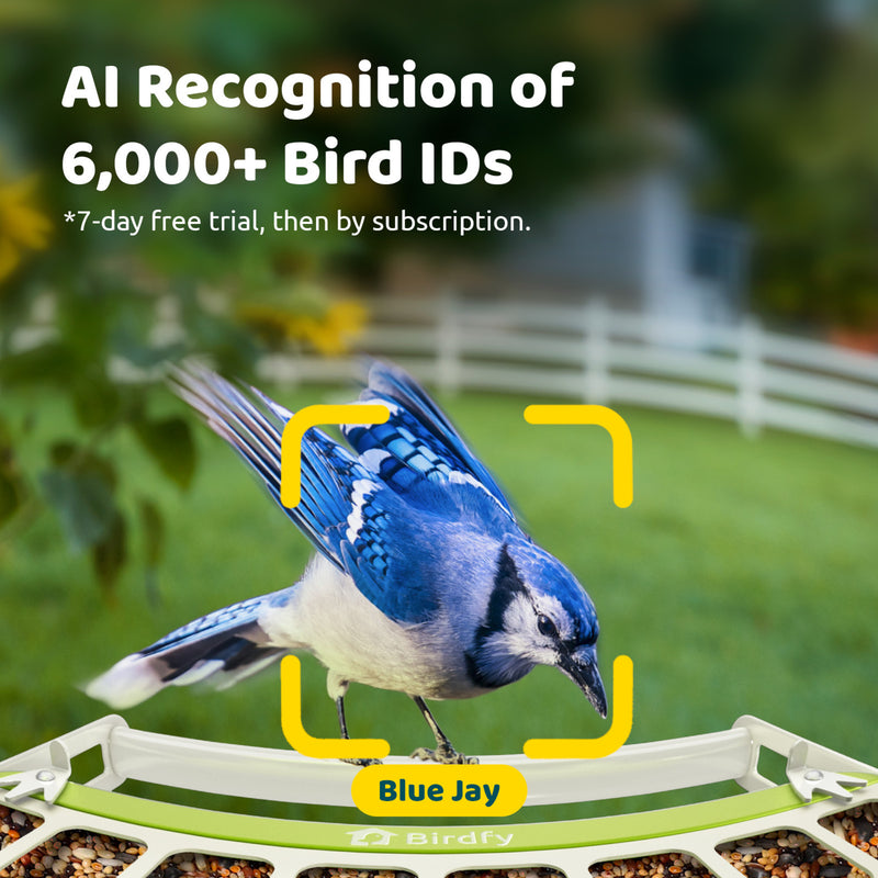 Birdfy feeder metal with AI
