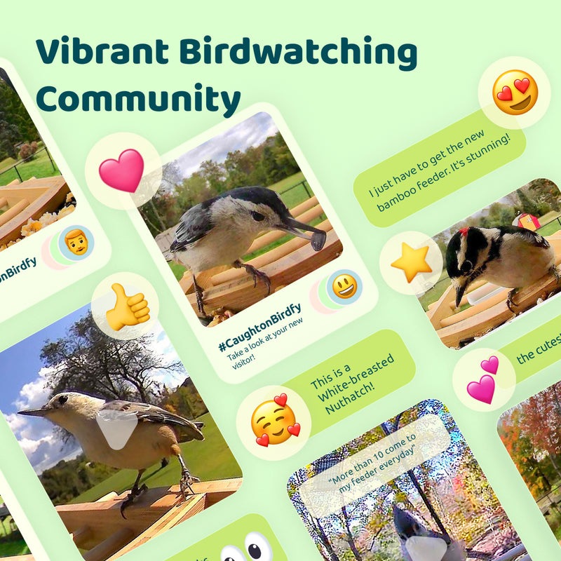 A collage of birdwatching images and comments from the birdwatch community on the birdfy feeder bamboo. 