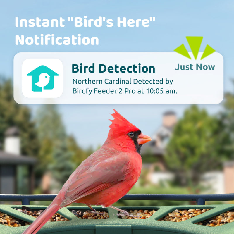 Birdfy feeder 2 Pro AI with Solar