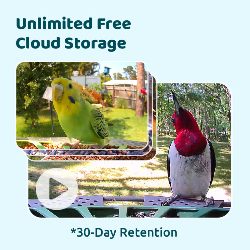 Birdfy feeder 2 Pro AI with Solar