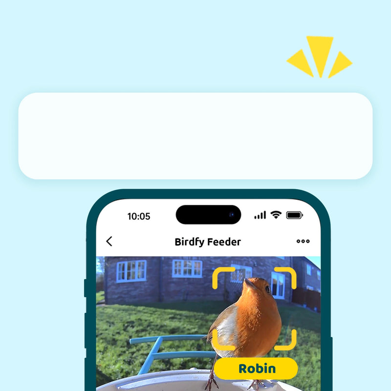 Birdfy feeder AI Lifetime with solar - Feed, watch and record birds