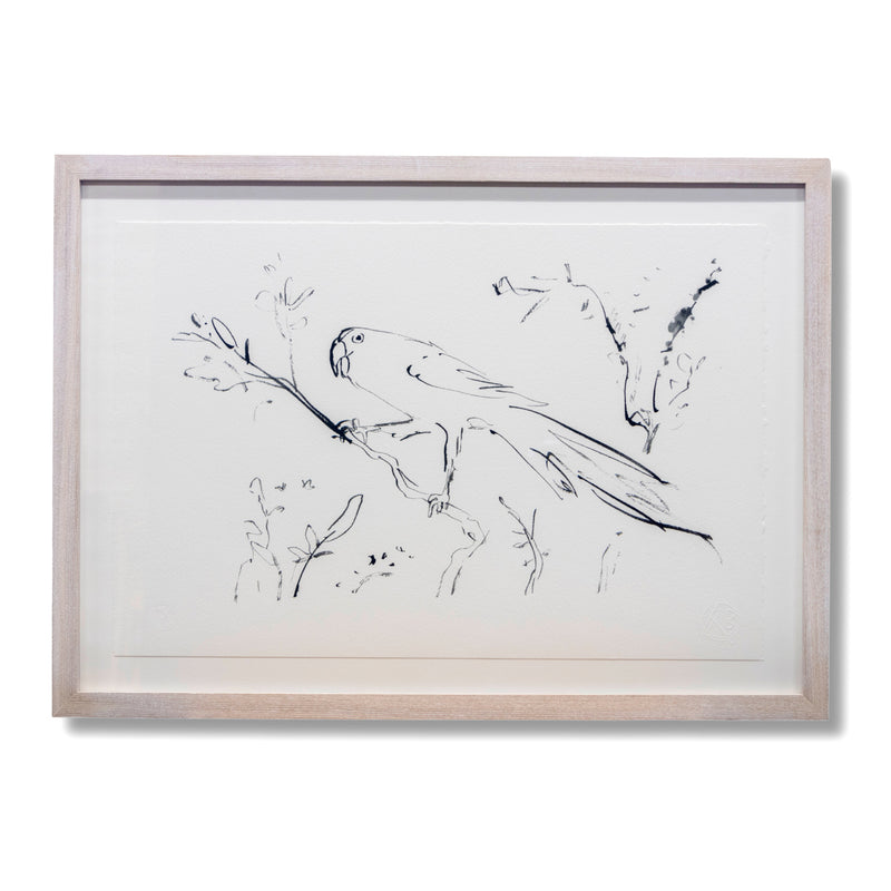 Quentin Blake: Drawn to Water print, Birds drawn with Quills: Macaw