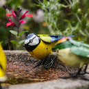 Chi Africa Recycled Metal Blue Tit Garden Sculpture