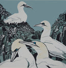 Sue Welfare A Company of Gannets greeting card