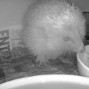 Green Feathers Hedgehog Box HD Camera pack - Cable Connection