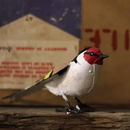 Chi Africa Recycled Metal Goldfinch Garden Sculpture