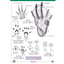 Mammal tracks & signs guide