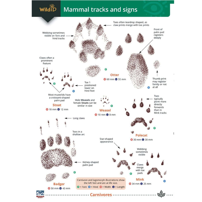 Mammal tracks & signs guide