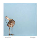 Quizzical Curlew Greeting Card by Natalie Topplass