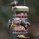 Birds perched on a suet bird feeder with  suet balls against a blurred natural background