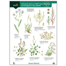 Saltmarsh plants of WWT Steart Marshes and Bridgwater Bay