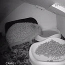 Green Feathers WiFi Hedgehog Box HD Camera pack