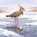 Winter Lapwing Christmas Cards
