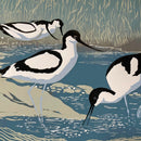Sue Welfare Summer Visitors - Avocets greeting card