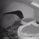 Green Feathers WiFi Hedgehog Box HD Camera pack