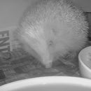 Green Feathers Hedgehog Box HD Camera pack - Cable Connection