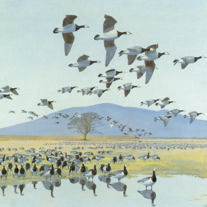 Barnacle geese greeting card