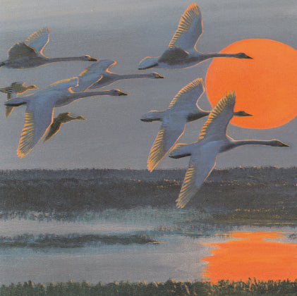 Bewick's swans against November sun greeting card