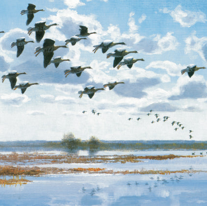 Whitefronts Over Flooded Marsh greeting card
