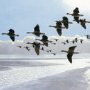 White-fronted geese greetings card