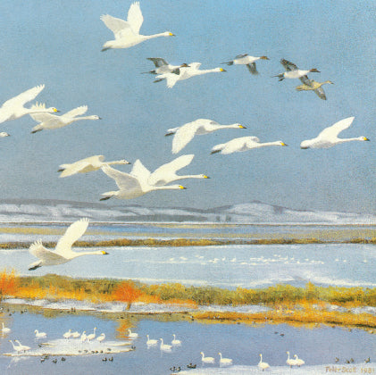 Wild bewick's swans and pintails greetings card