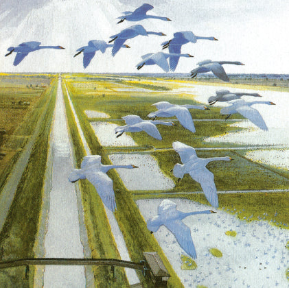 Bewick's swans over Welney greetings card