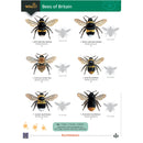 Bees of Britain guide