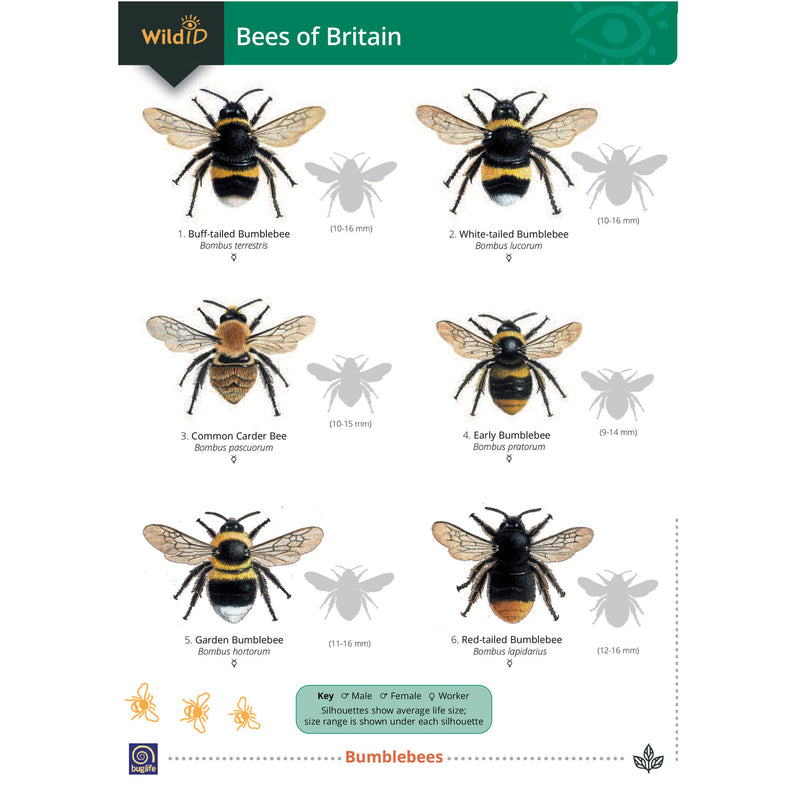 Bees of Britain guide