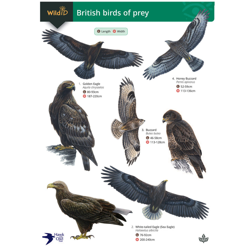 British birds of prey guide
