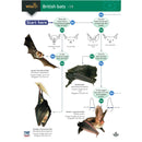 British bat guide