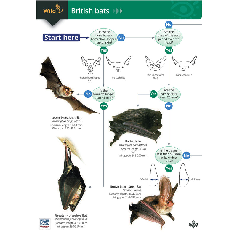 British bat guide