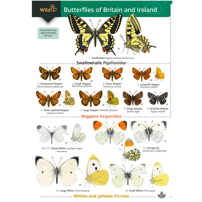 Butterflies of Britain and Ireland guide