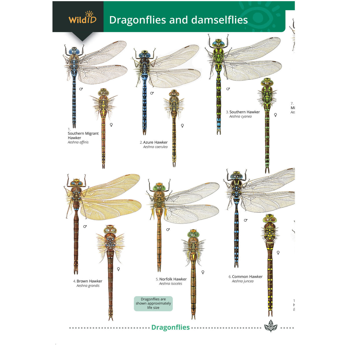 Damselfly And Dragonfly Order