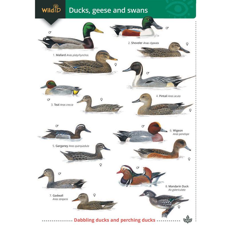 Duck, geese and swans guide