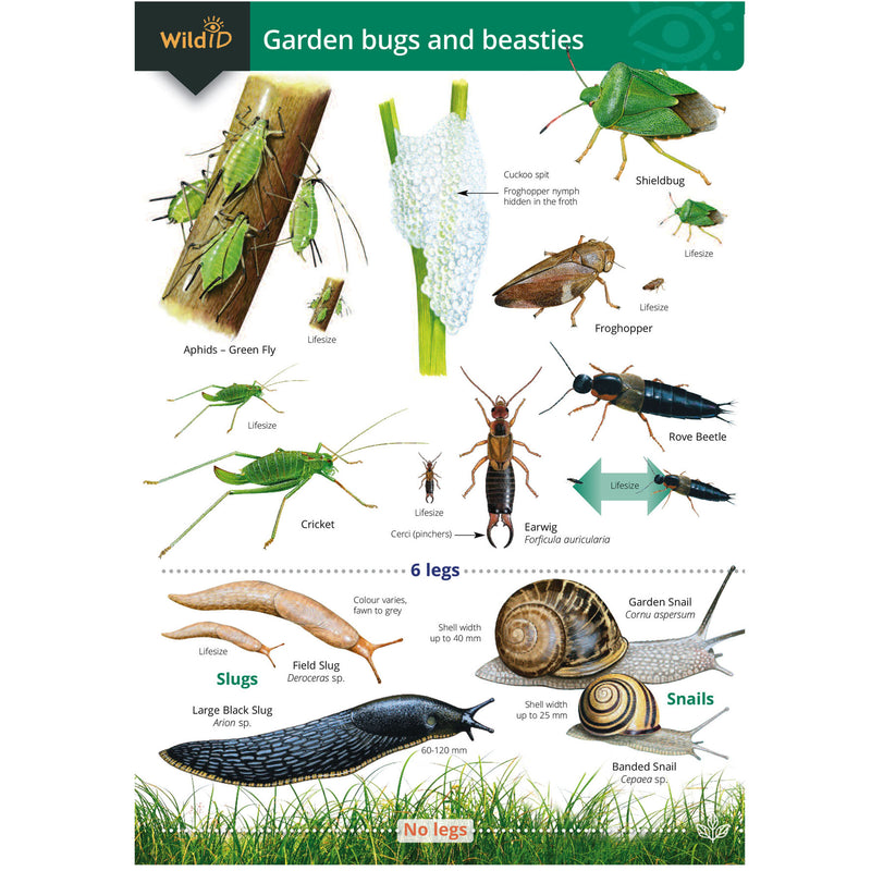 Garden bugs and beasties