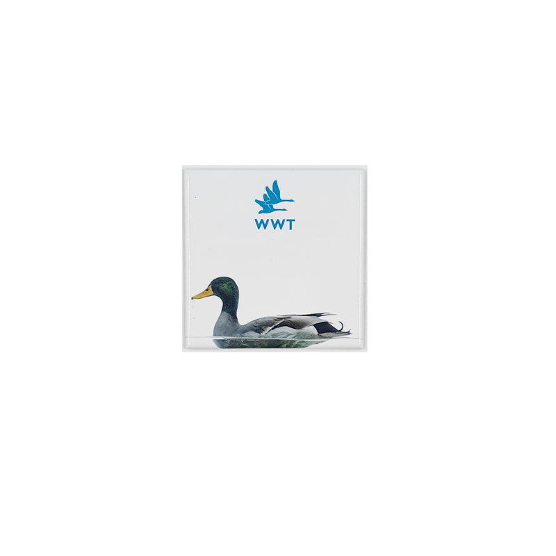 Duck magnet