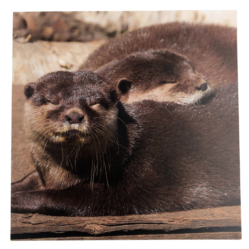Otters cuddling greeting card