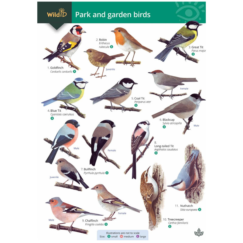 Park and garden birds guide