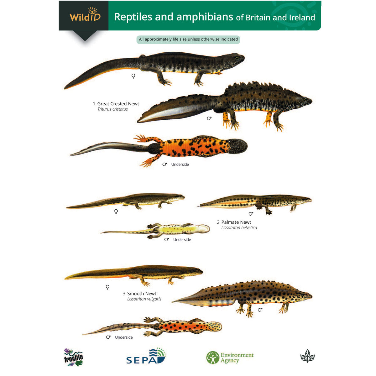 Reptiles and Amphibians guide - Main Image
