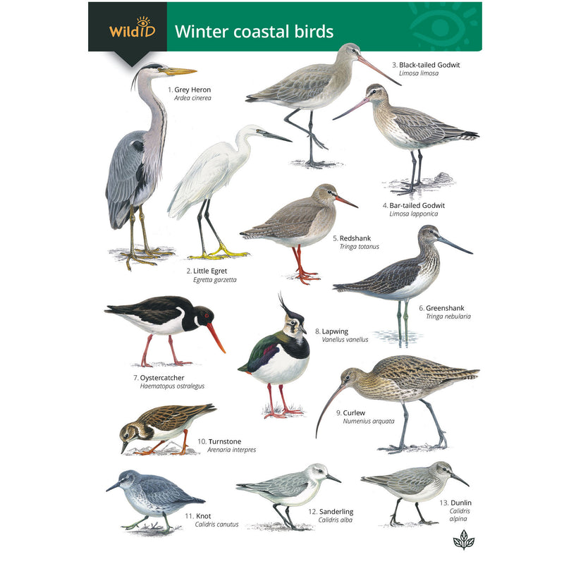 Winter coastal birds guide