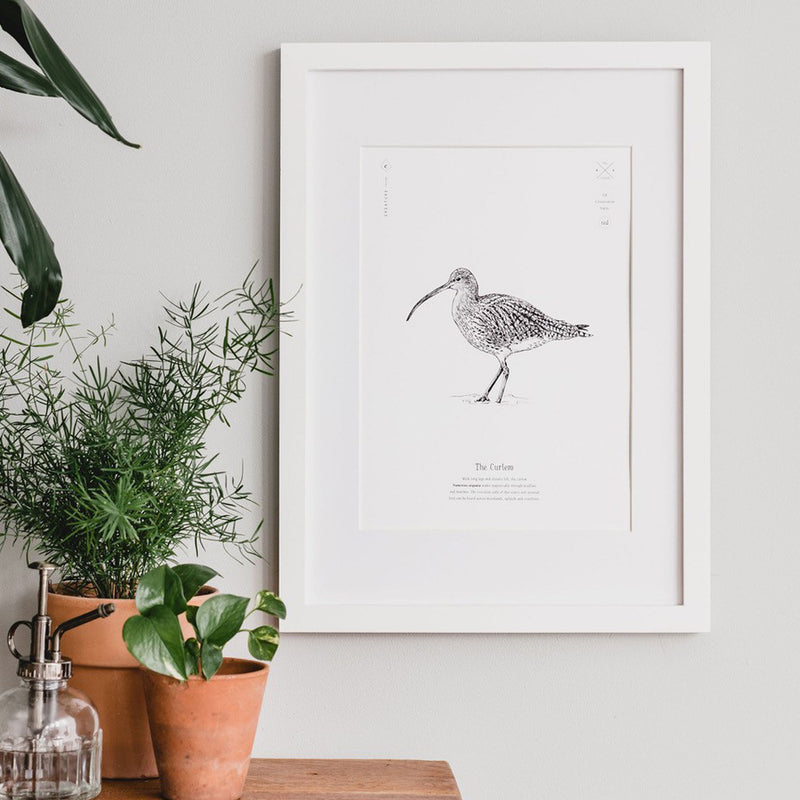 Curlew print - Signed by Kate Humble